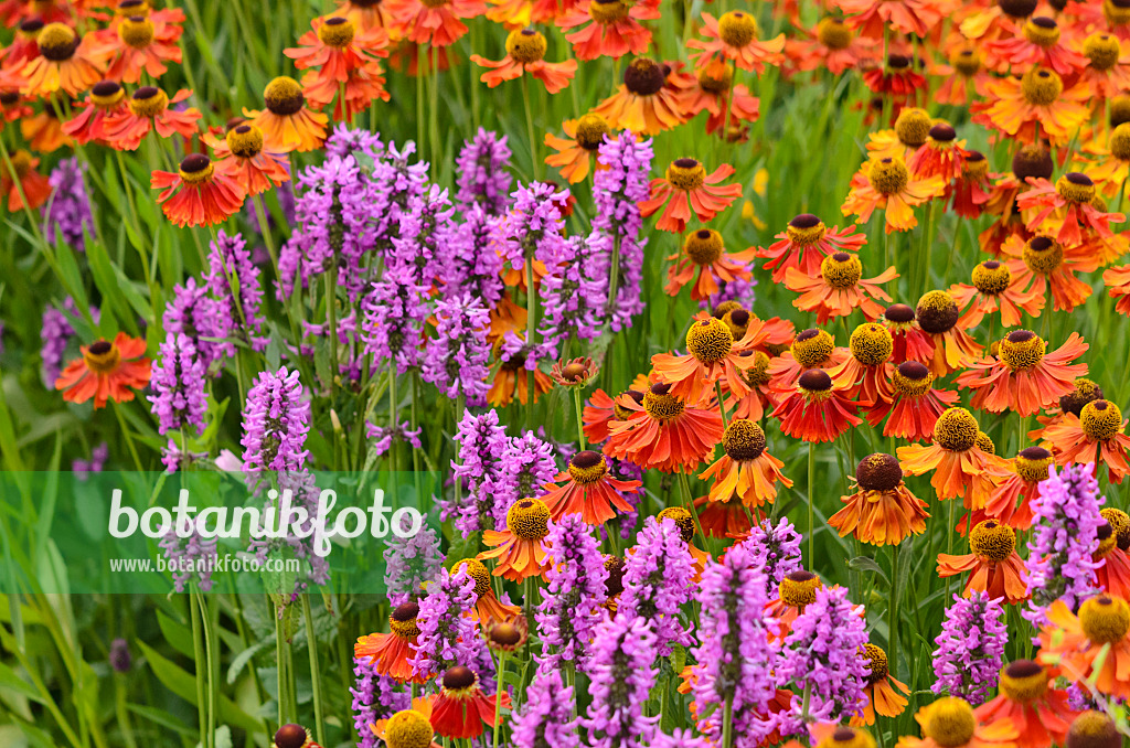 522067 - Sneezeweed (Helenium) and betony (Stachys)