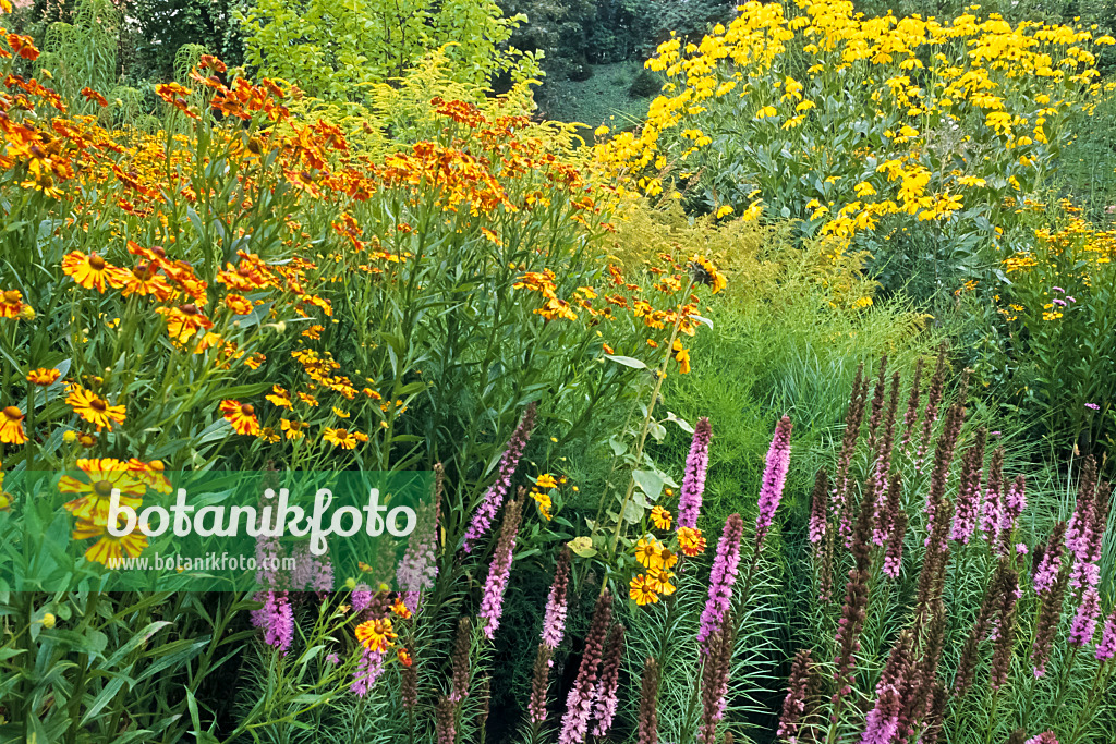 368018 - Sneezeweed (Helenium) and blazing star (Liatris)