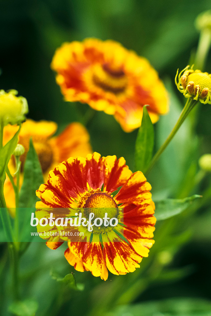 381029 - Sneezeweed (Helenium Feuersiegel)