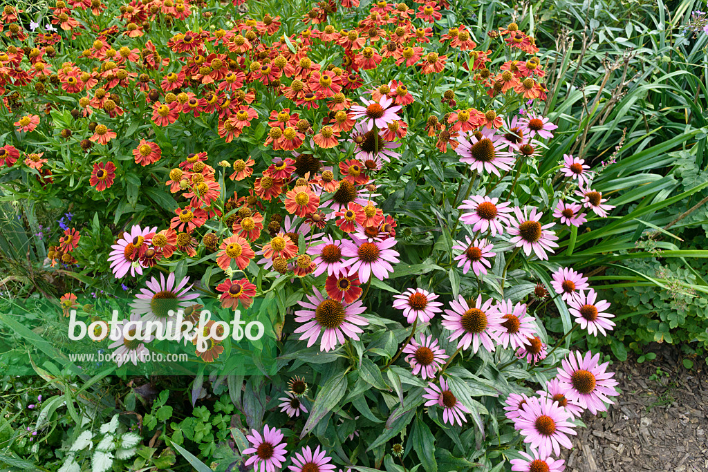 559096 - Sneezeweed (Helenium) and purple cone flower (Echinacea purpurea)