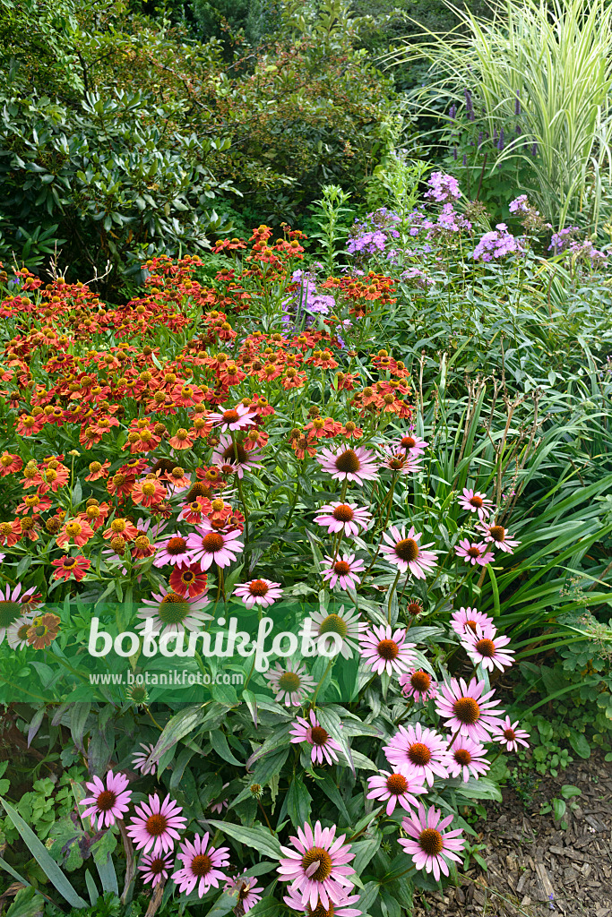 559097 - Sneezeweed (Helenium) and purple cone flower (Echinacea purpurea)