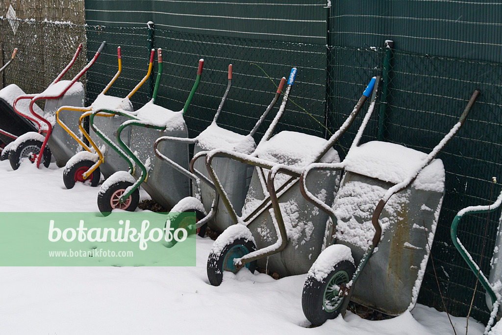 529003 - Snow-covered wheelbarrows leaning upright against a garden fence