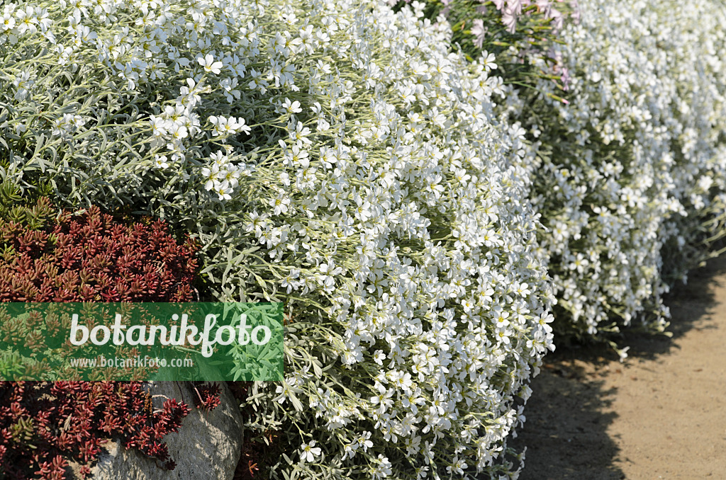 496195 - Snow-in-summer (Cerastium tomentosum)