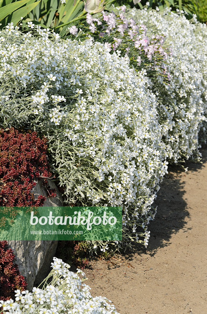 496196 - Snow-in-summer (Cerastium tomentosum)