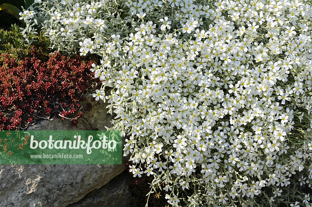 496197 - Snow-in-summer (Cerastium tomentosum)