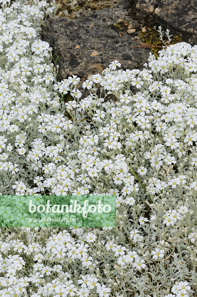 521195 - Snow-in-summer (Cerastium tomentosum)