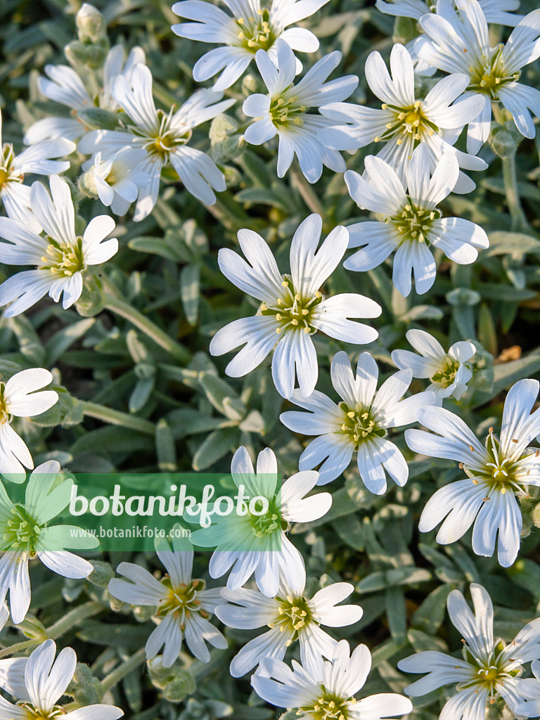 448057 - Snow-in-summer (Cerastium tomentosum var. aetnaeum)