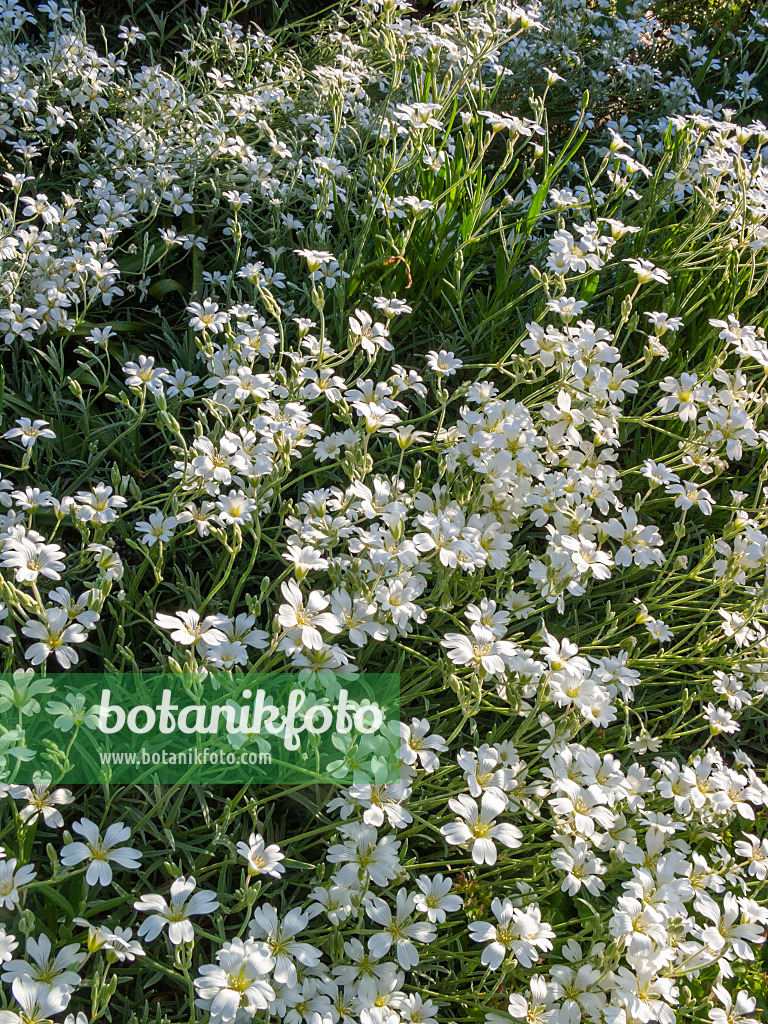 401260 - Snow-in-summer (Cerastium tomentosum var. columnae)