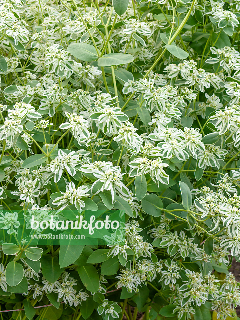 440222 - Snow on the mountain (Euphorbia marginata)