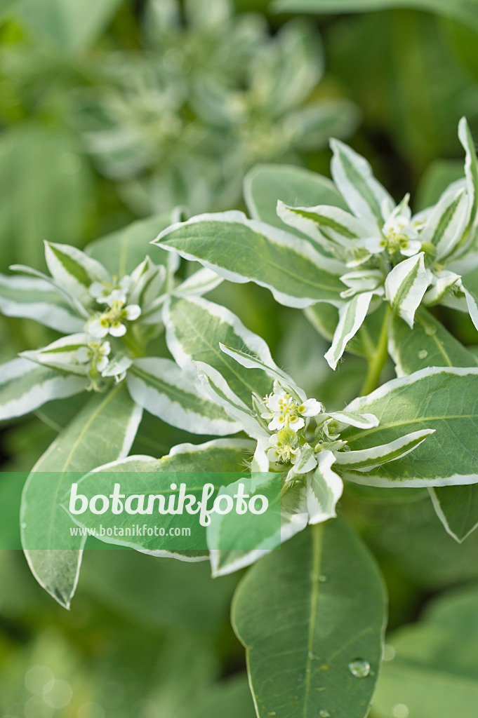 510041 - Snow on the mountain (Euphorbia marginata)