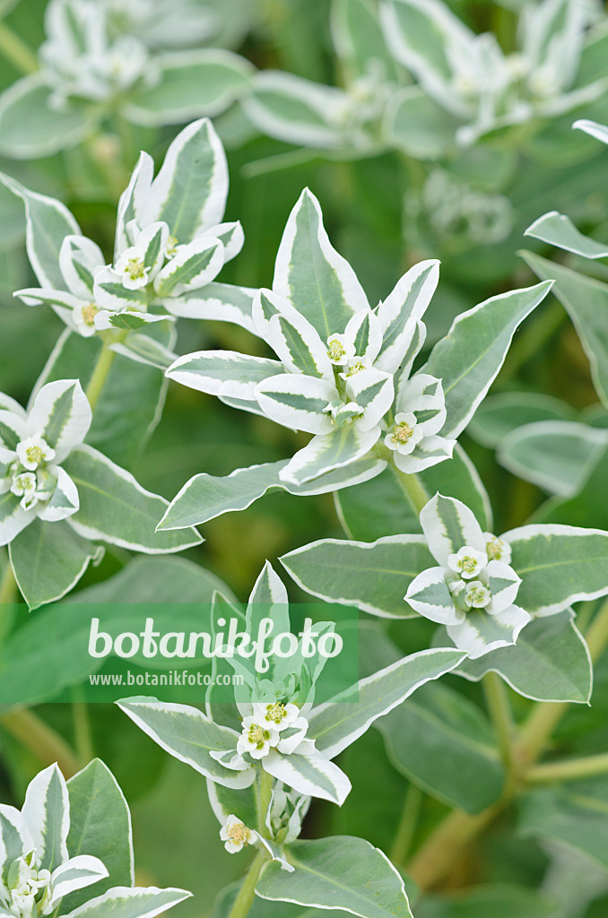 547032 - Snow on the mountain (Euphorbia marginata 'Kilimanjaro')