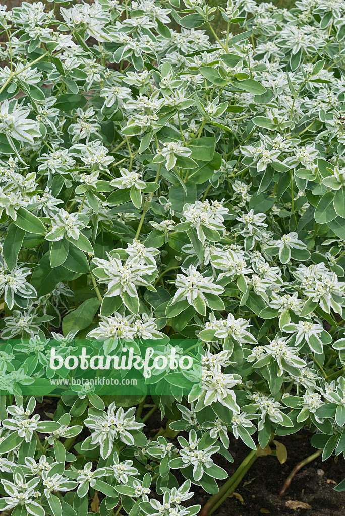 558347 - Snow on the mountain (Euphorbia marginata)