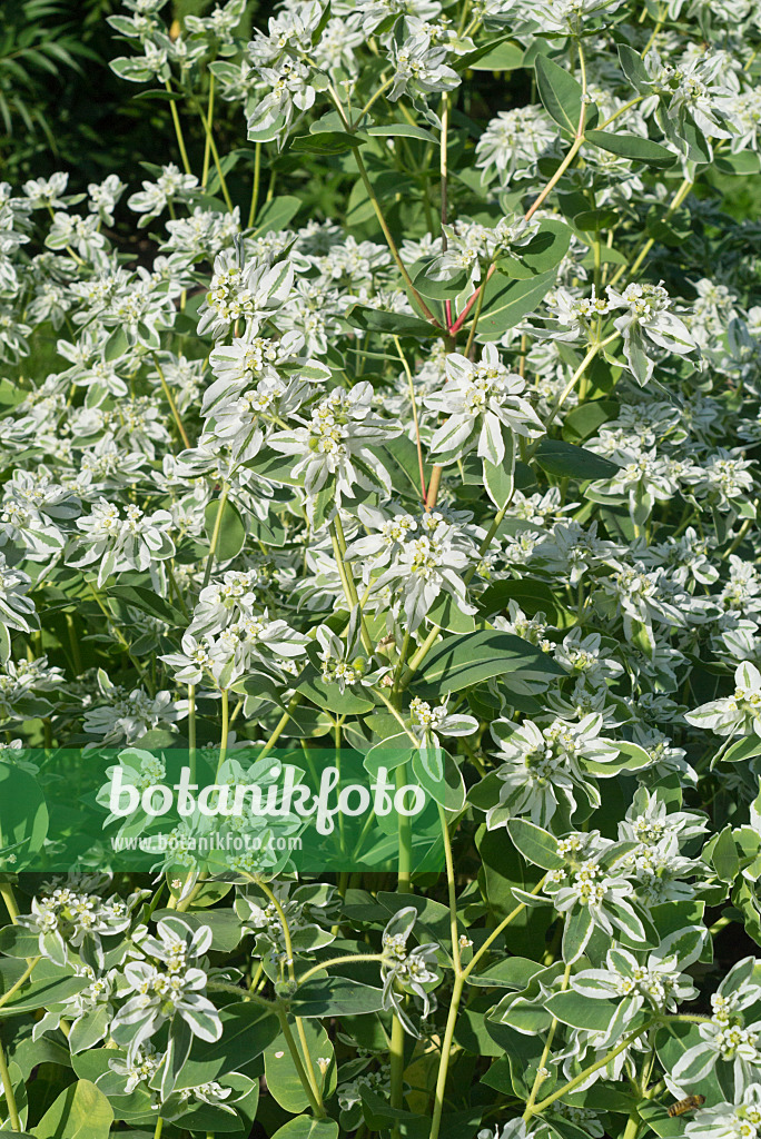 595008 - Snow on the mountain (Euphorbia marginata)