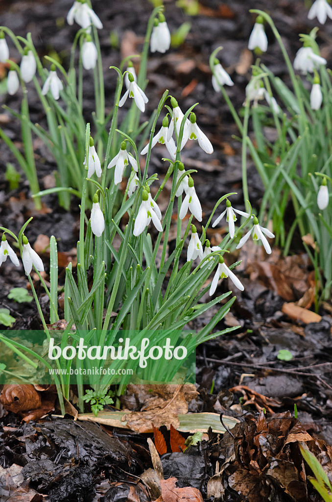 553044 - Snowdrop (Galanthus Atkinsii)