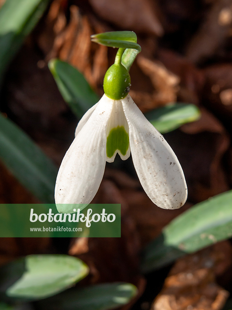 446003 - Snowdrop (Galanthus plicatus)