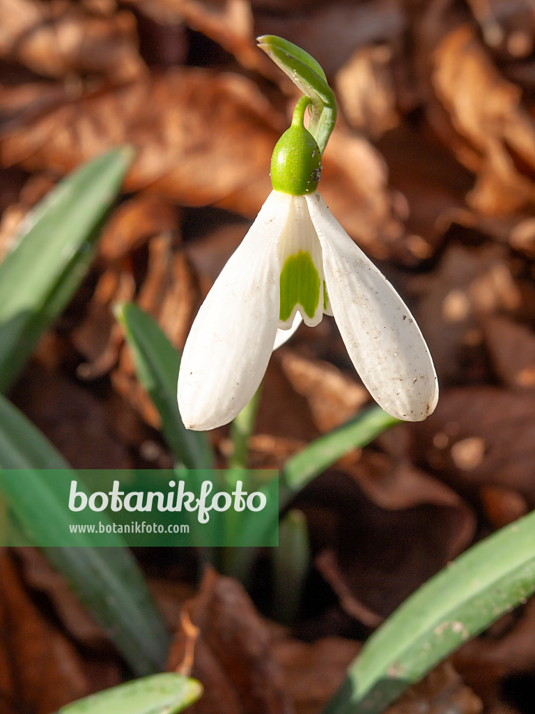 446004 - Snowdrop (Galanthus plicatus)