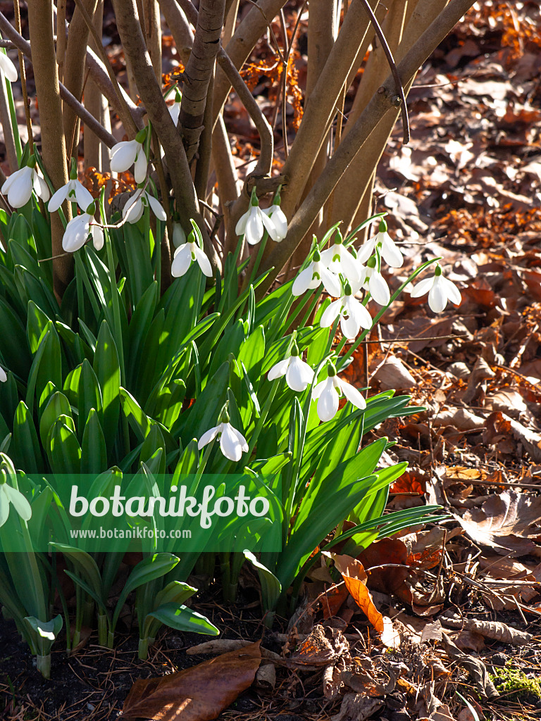 457007 - Snowdrop (Galanthus plicatus)