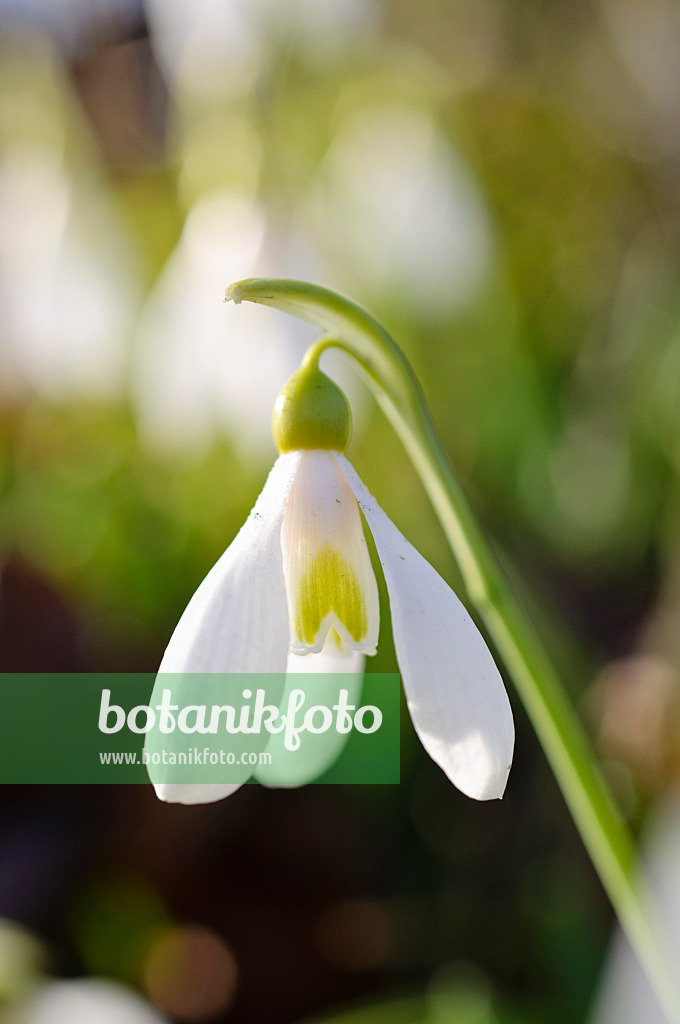 482052 - Snowdrop (Galanthus plicatus)