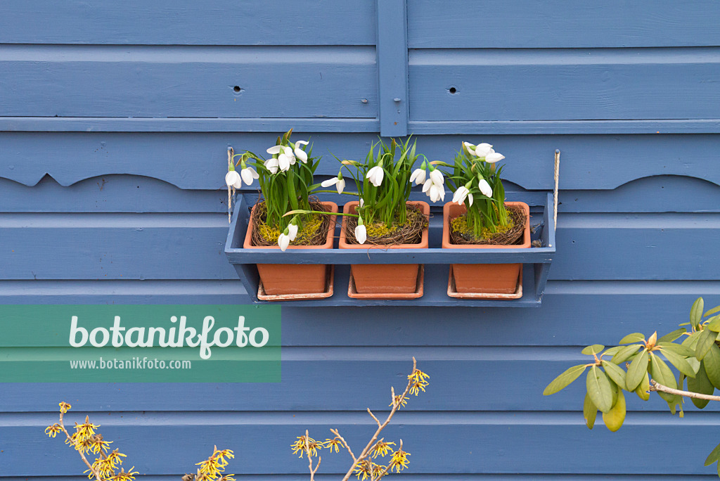 542004 - Snowdrops (Galanthus) in pots in front of a blue wall