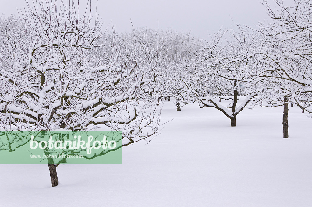 491065 - Snowy orchard