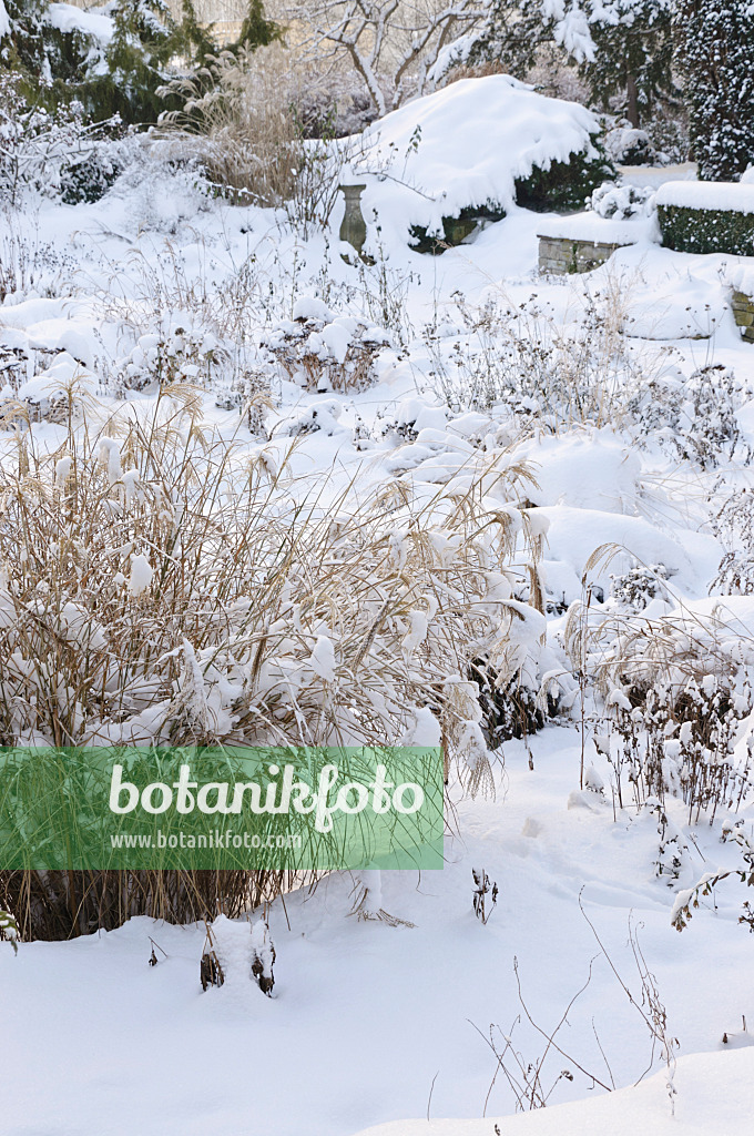 491050 - Snowy perennial garden