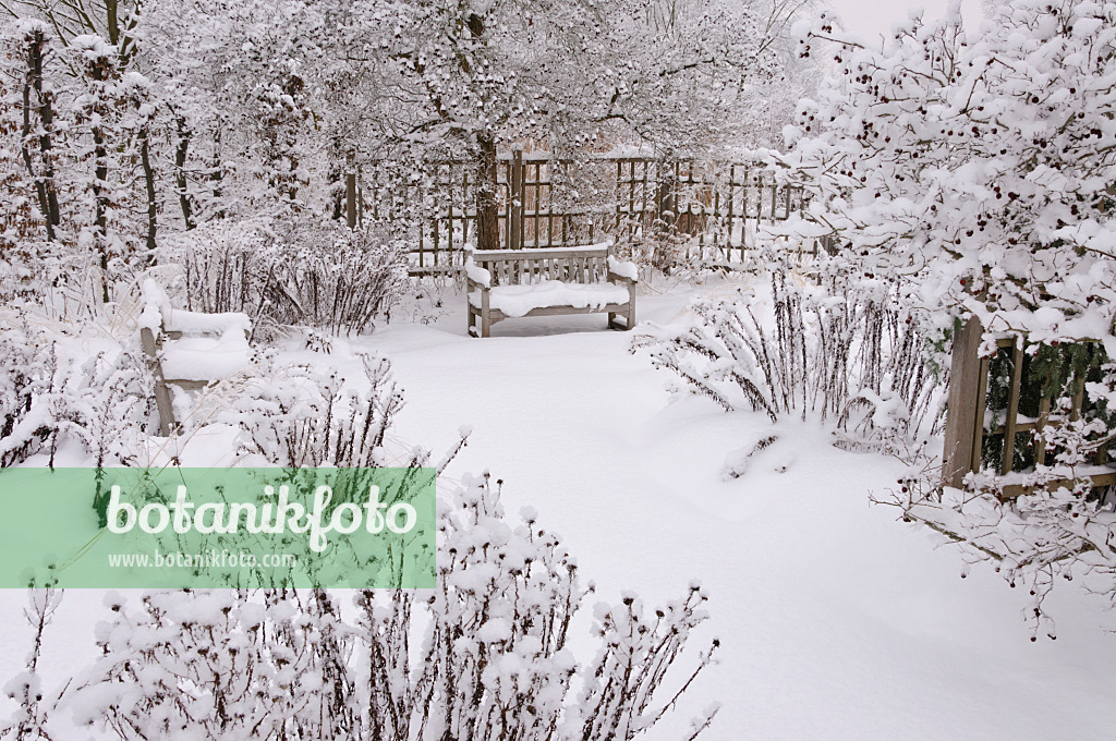 491071 - Snowy perennial garden