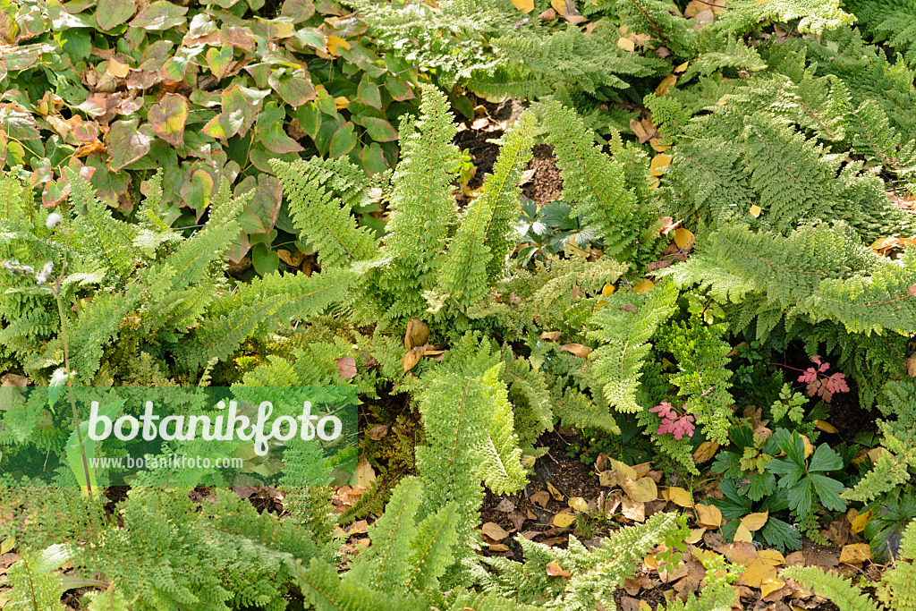 489045 - Soft shield fern (Polystichum setiferum 'Plumosum Densum')