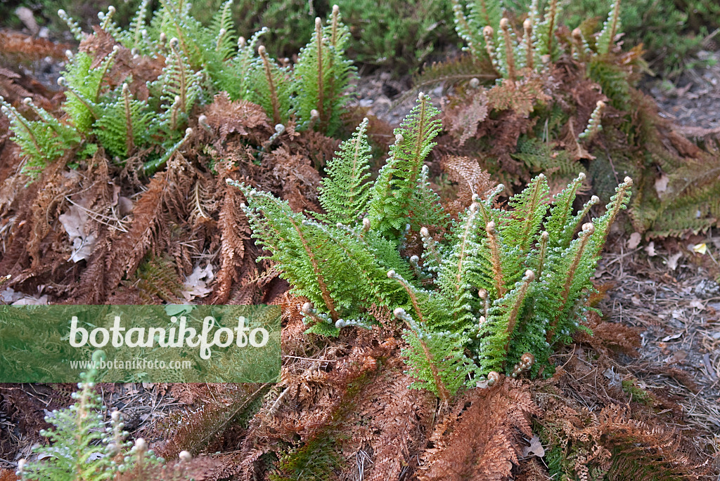 502319 - Soft shield fern (Polystichum setiferum 'Plumosum Densum')