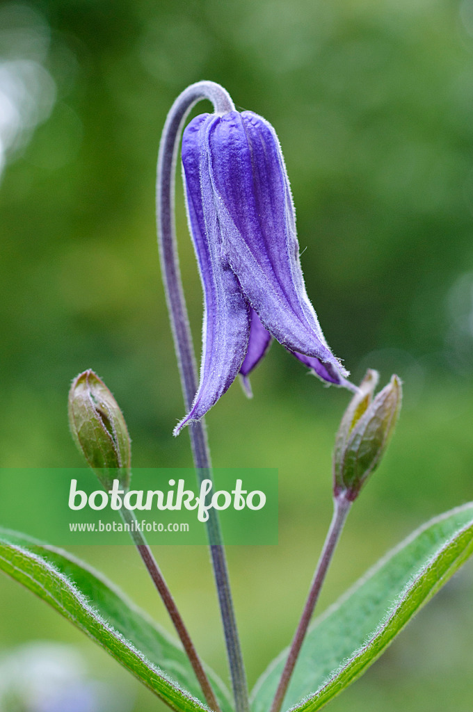 473281 - Solitary clematis (Clematis integrifolia)