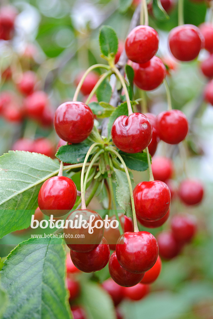 482010 - Sour cherry (Prunus cerasus)