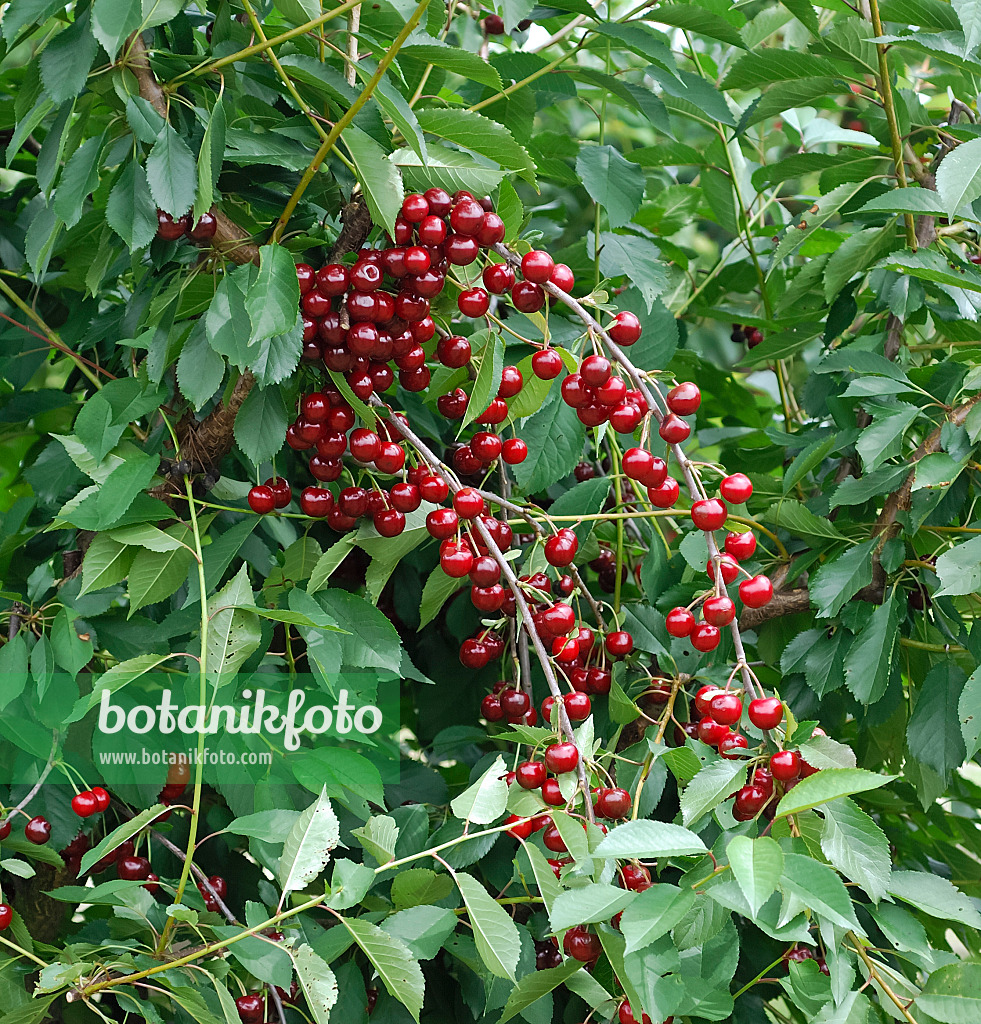 471440 - Sour cherry (Prunus cerasus 'Kelleriis 14')