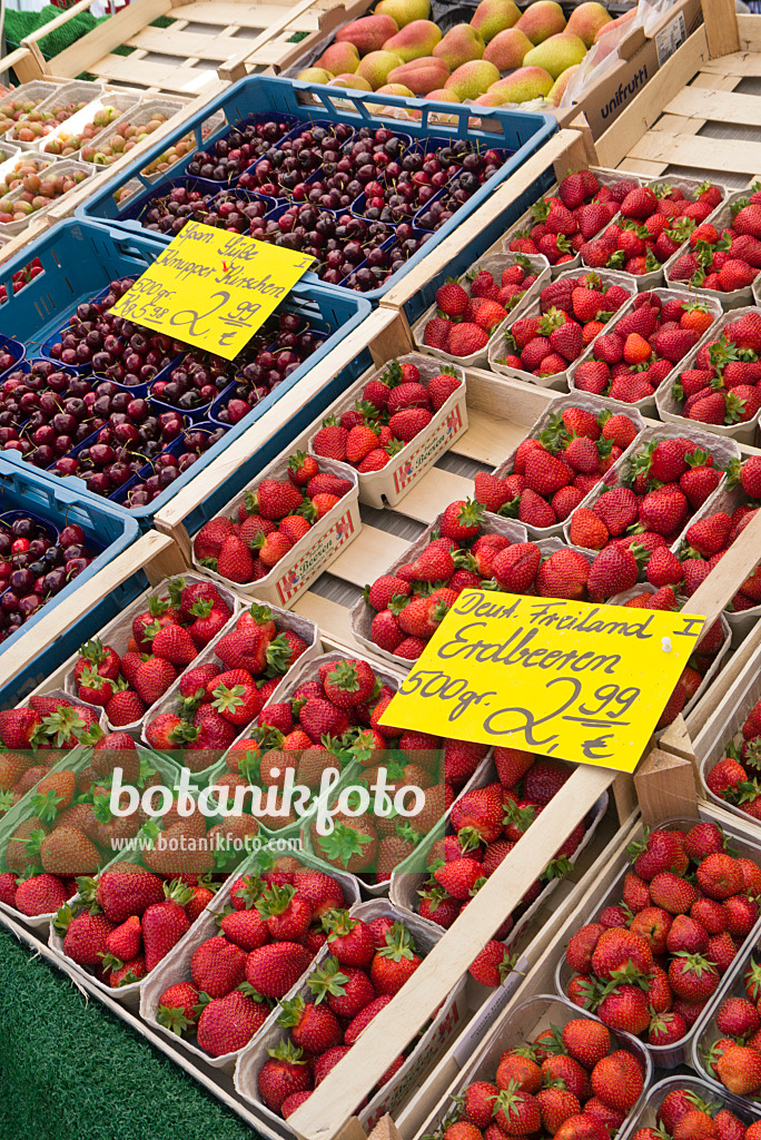 545152 - Sour cherrys (Prunus cerasus) and garden strawberry (Fragaria x ananassa)