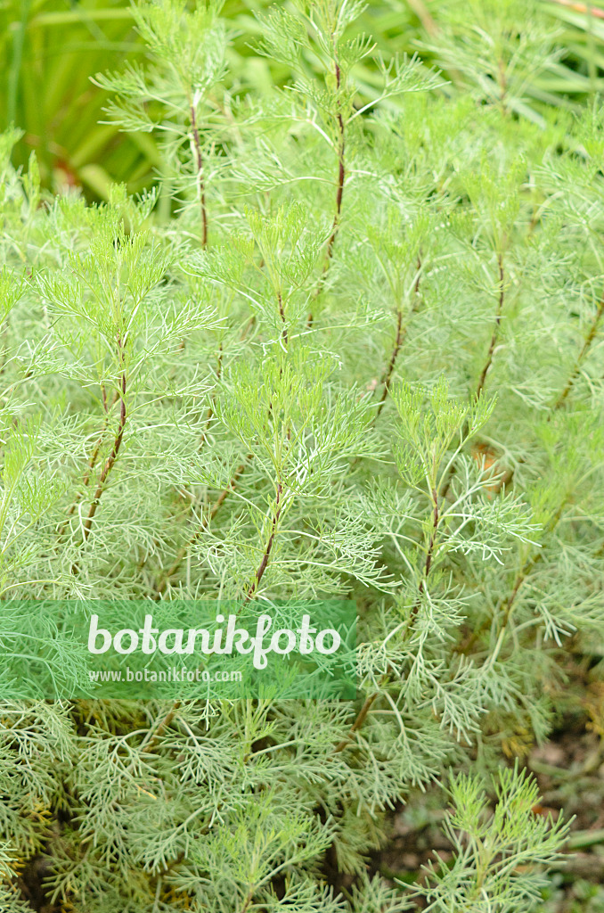 572050 - Southern wormwood (Artemisia abrotanum)