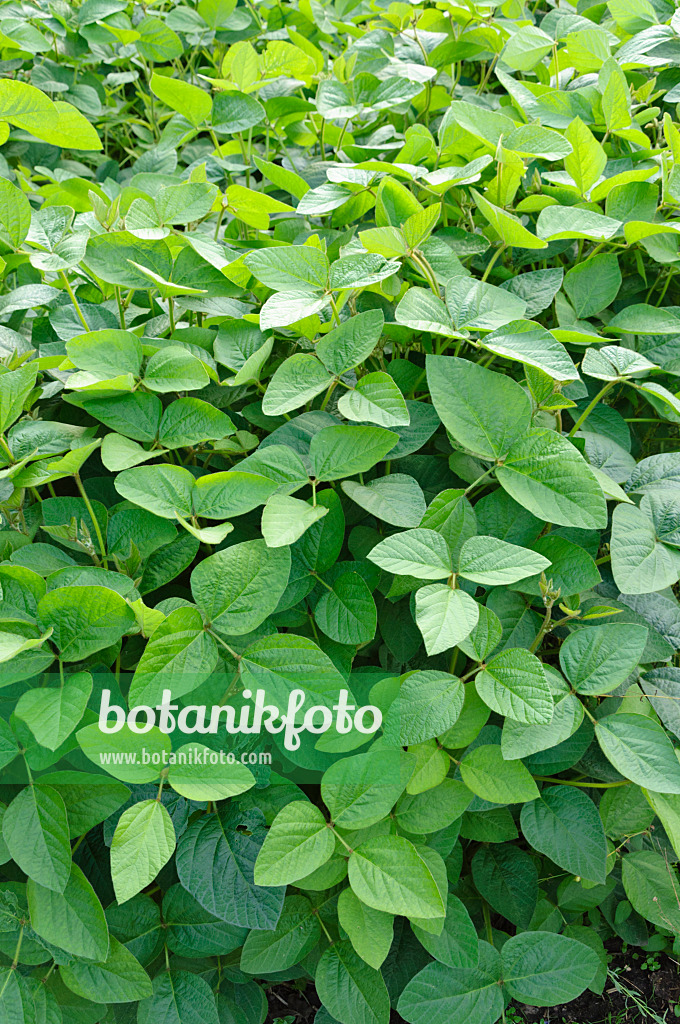 487160 - Soya bean (Glycine max)