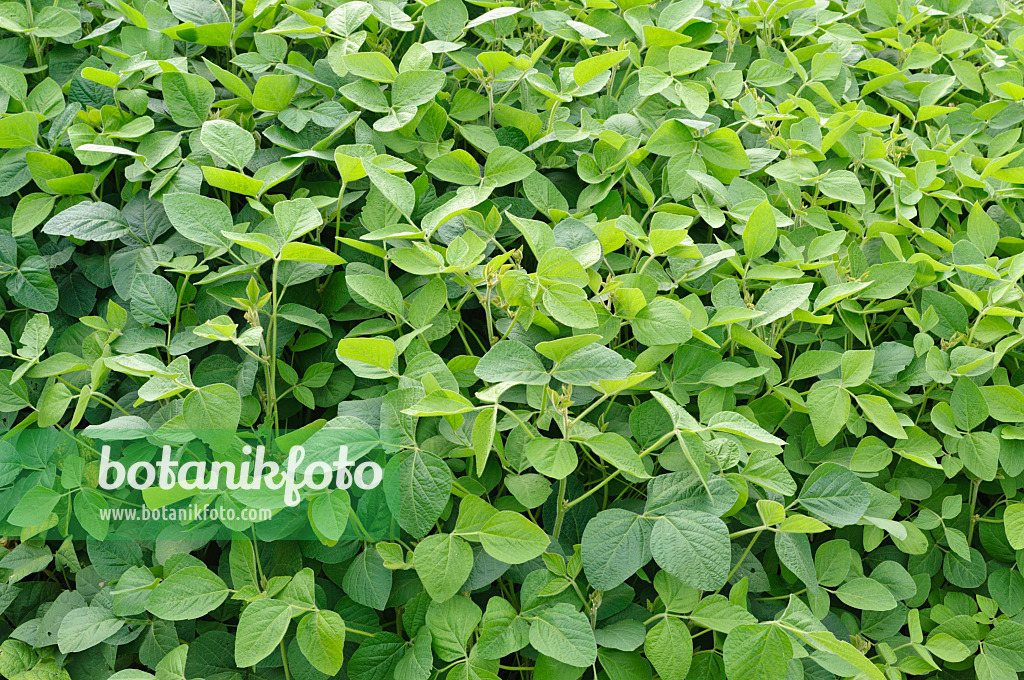 487167 - Soya bean (Glycine max)