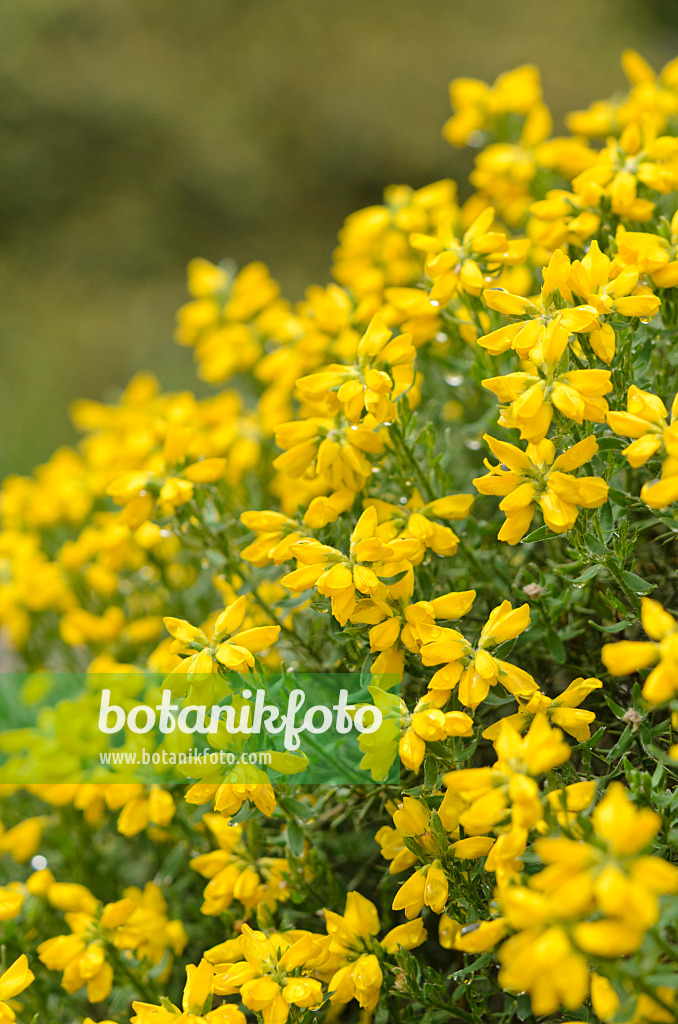 520234 - Spanish broom (Genista hispanica)