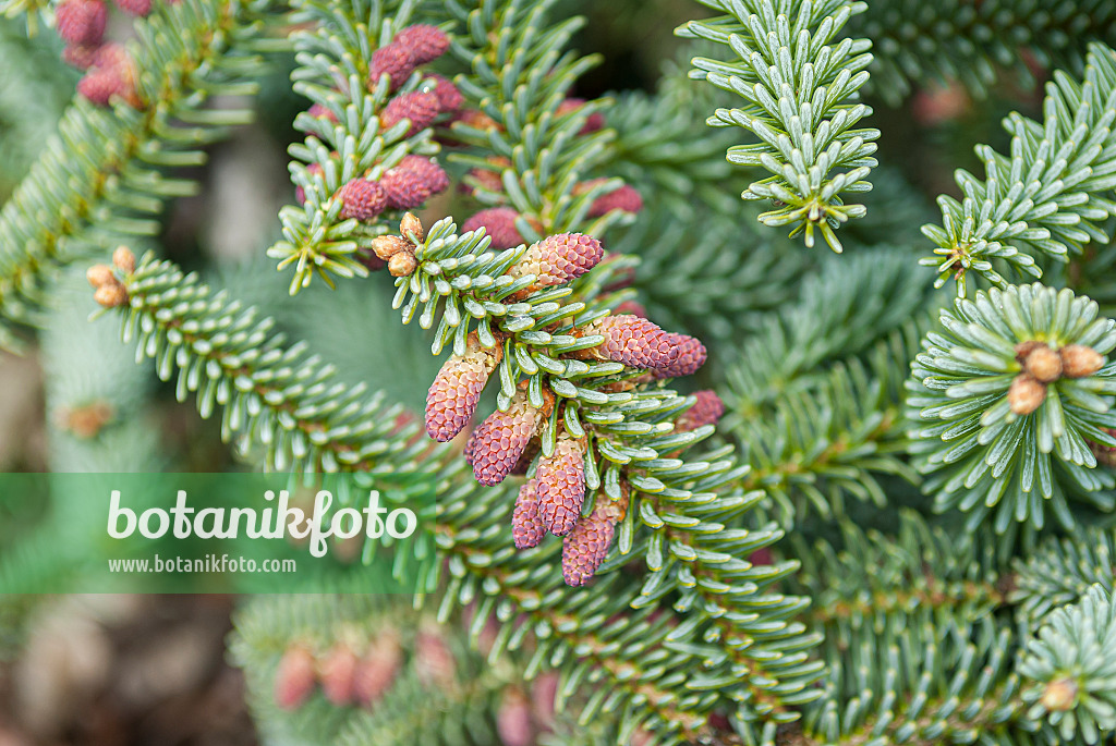 616357 - Spanish fir (Abies pinsapo 'Kelleriis')