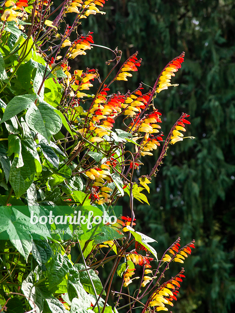 441039 - Spanish flag (Ipomoea lobata syn. Quamoclit lobata)