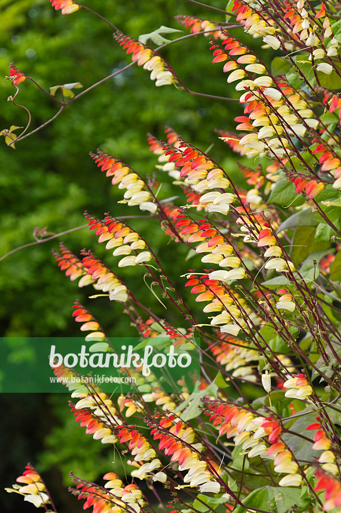 511254 - Spanish flag (Ipomoea lobata syn. Quamoclit lobata)