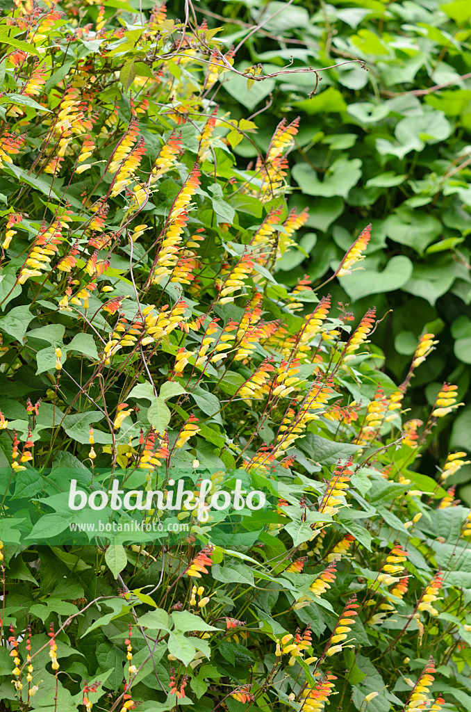 523104 - Spanish flag (Ipomoea lobata syn. Quamoclit lobata)