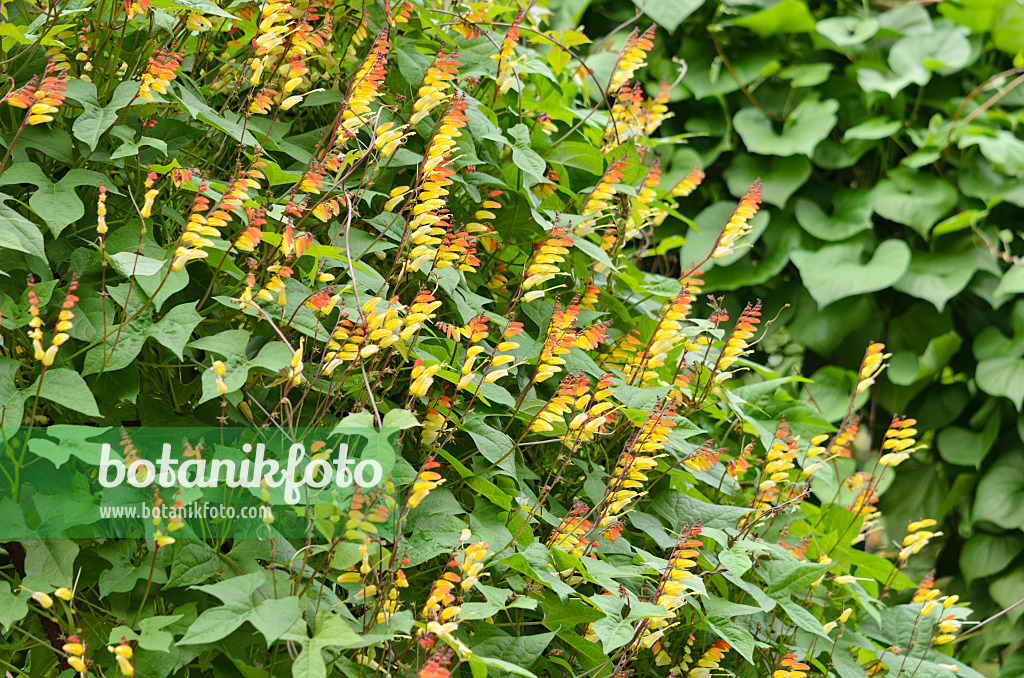 523105 - Spanish flag (Ipomoea lobata syn. Quamoclit lobata)