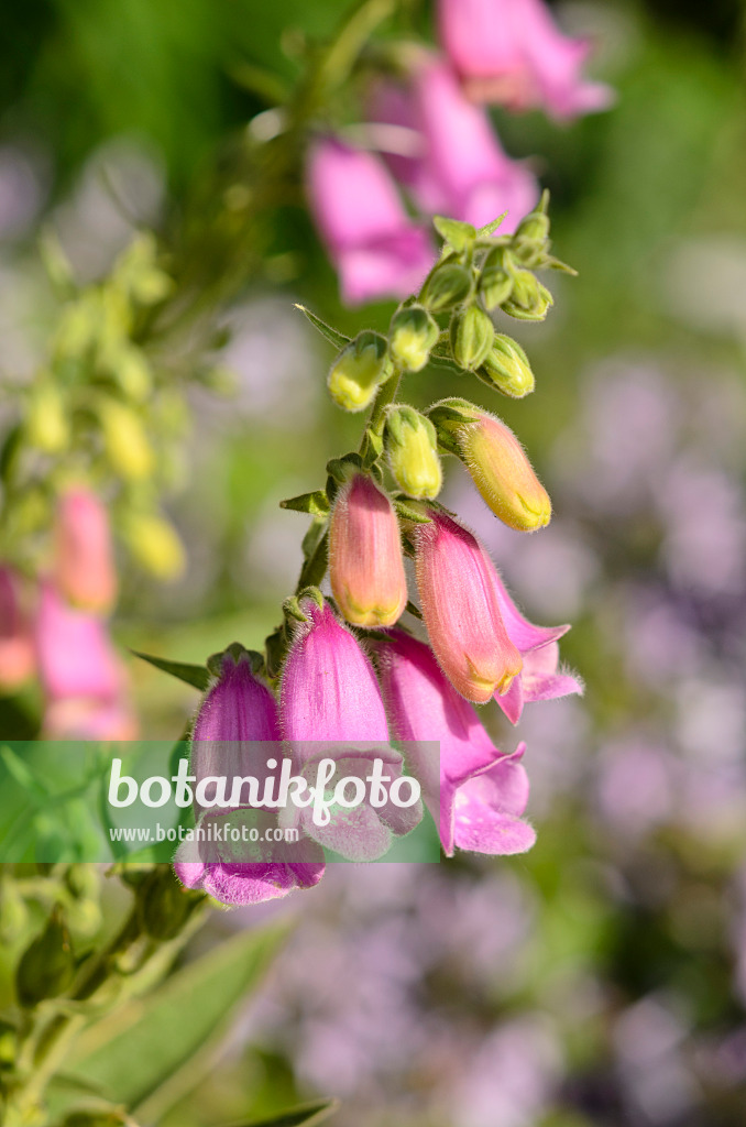 522032 - Spanish foxglove (Digitalis thapsi 'Spanish Peaks')