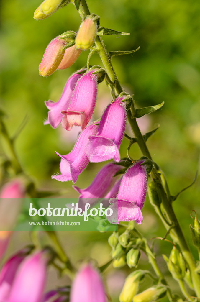 522033 - Spanish foxglove (Digitalis thapsi 'Spanish Peaks')