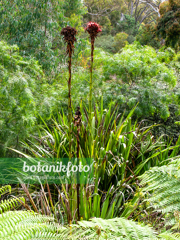 455296 - Spear lily (Doryanthes excelsa)