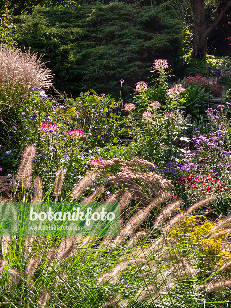 404091 - Spider flower (Tarenaya syn. Cleome) and fountain grass (Pennisetum)