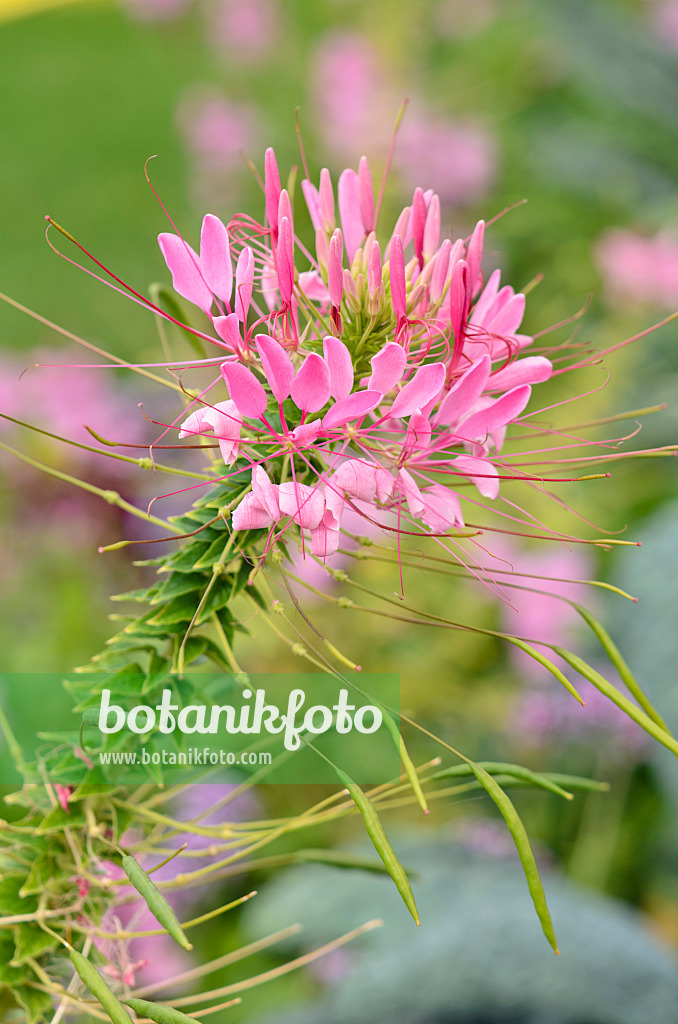 547025 - Spider flower (Tarenaya hassleriana 'Kirschkönigin' syn. Cleome hassleriana 'Kirschkönigin') 547025 - Spider flower (Tarenaya hassleriana 'Kirschkönigin' syn. Cleome hassleriana 'Kirschkönigin')