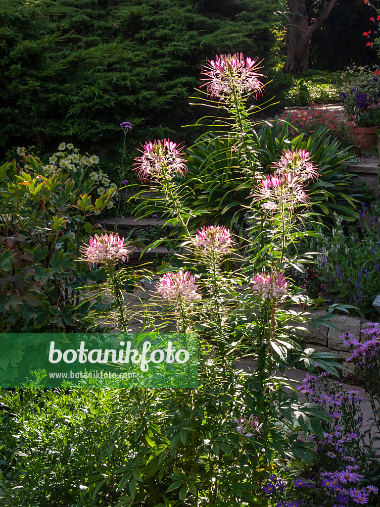 404094 - Spider flower (Tarenaya hassleriana syn. Cleome hassleriana)