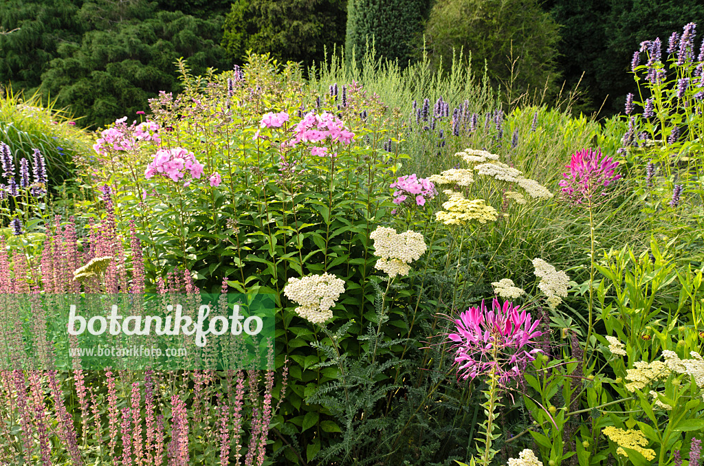 498238 - Spider flower (Tarenaya hassleriana syn. Cleome hassleriana), yarrow (Achillea), sage (Salvia) and phlox (Phlox)