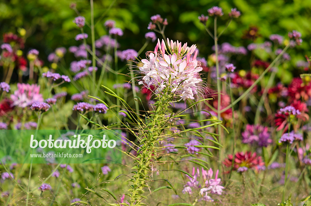 522107 - Spider flower (Tarenaya hassleriana syn. Cleome hassleriana)