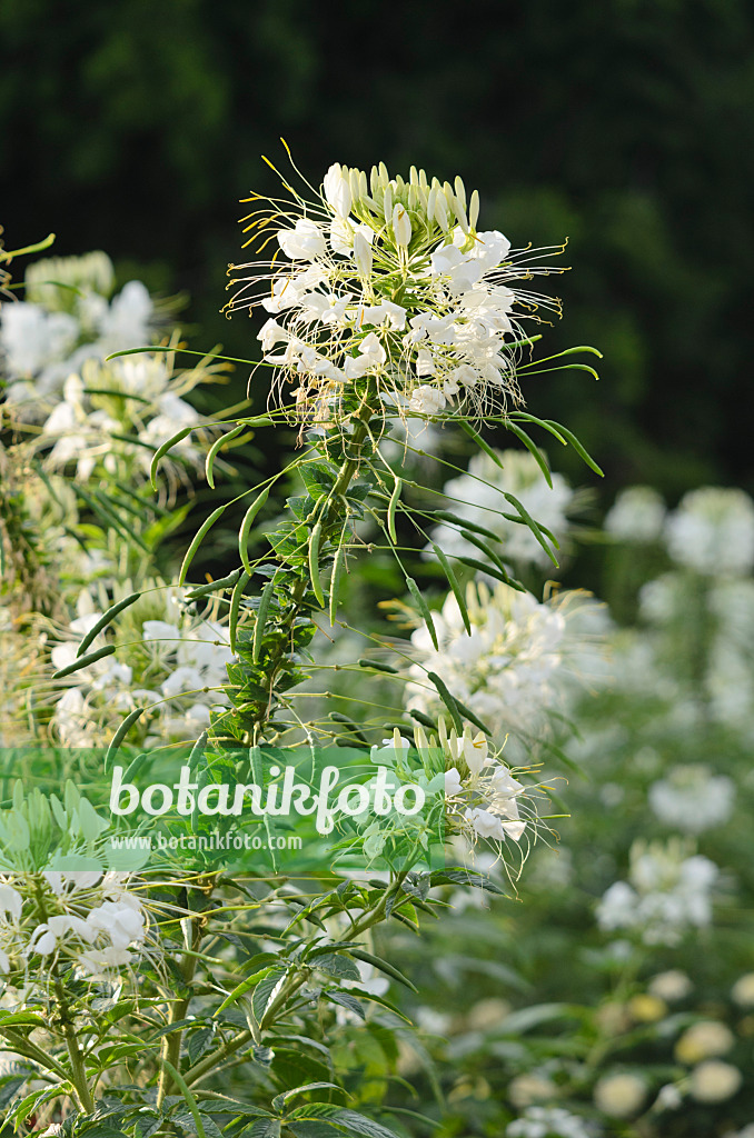 523010 - Spider flower (Tarenaya hassleriana syn. Cleome hassleriana)